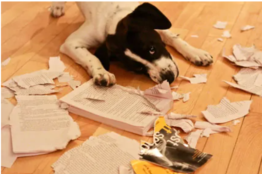 Book Care: Do Not Leave Your Books Unattended With Your Pets!